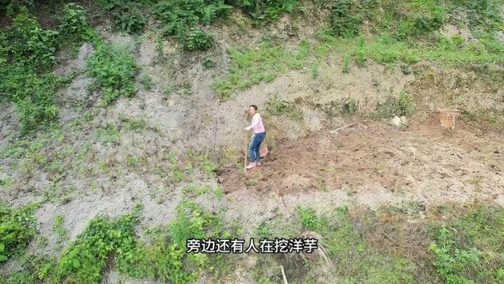 乱世耕耘满肉香＆深山开荒避乱世全家顿顿有肉吃（91集）伍姣&邹柯俊