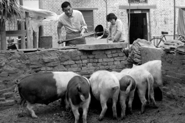 33.穿到八零：我靠喂猪养全村（61集）邹柯俊＆王燕飞