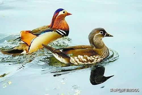 天上人间鸳鸯免费完整版（天上人间鸳鸯梦，一部完整的爱情故事）