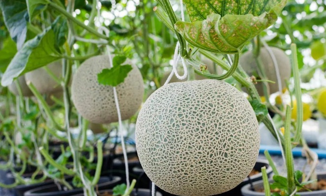 hami（哈密瓜的魅力—探寻Hami的奥秘）