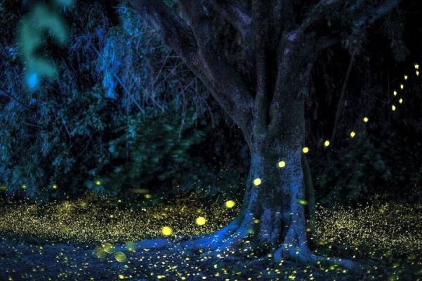 孤光一点萤（60集）柳甯＆温茉言