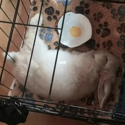 困 困 兔 全集（困兔全集，探索困境中的智慧与勇气）