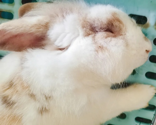 困 困 兔 全集（困兔全集，探索困境中的智慧与勇气）