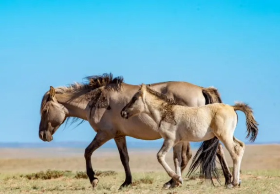 神马 影院 全集 在线 观看（神马影院，在线观看全集，尽享影视盛宴）
