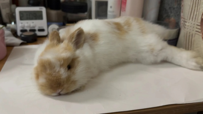 困 困 兔 全集（困兔全集，探索困境中的智慧与勇气）